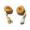 Malabar Magic Mushroom For Sale