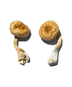Buy psychedelic mushrooms online