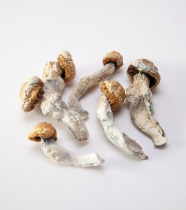 Penis Envy Magic Mushrooms For Sale Online