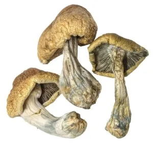 Cambodian Magic mushroom