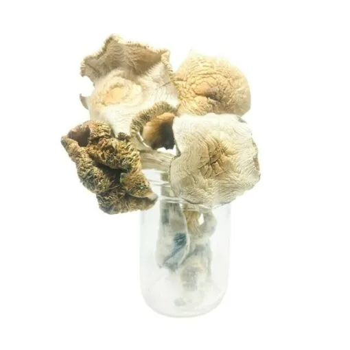 Psilocybe weilii mushroom specimen – southeastern US psilocybin variety