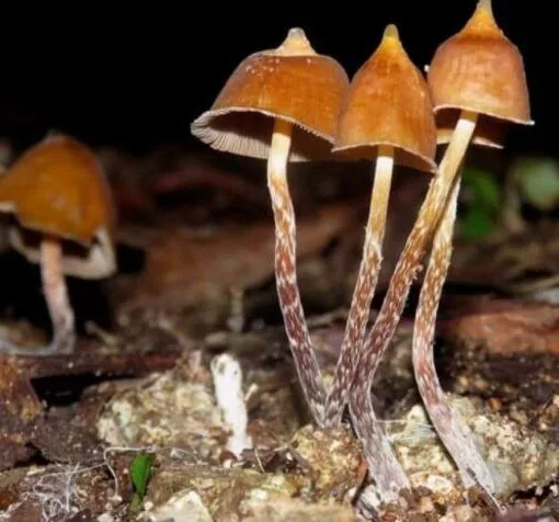 Psilocybe hoogshagenii – sacred Mexican mushroom known as Little Birds of the Woods, used in spiritual rituals